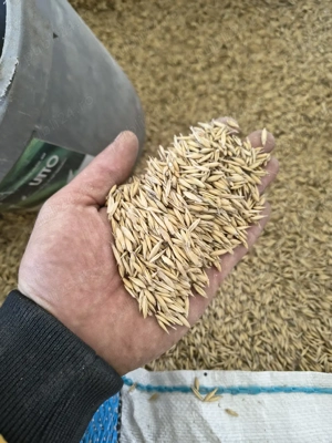 ovaz de vanzare 2025