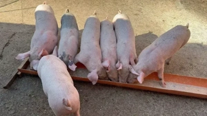 Purceii de vânzare, 9 săptămâni! 