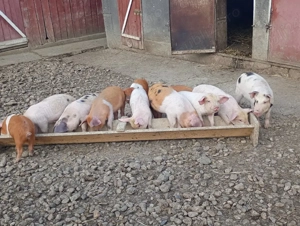 vand purcei - imagine 2