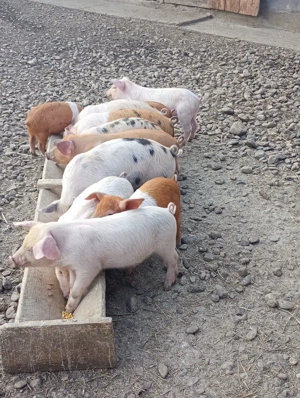 vand purcei - imagine 4