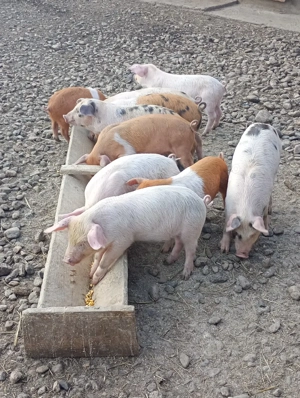 vand purcei - imagine 3