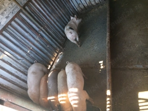 Vând purcei 35=40 kg  - imagine 2