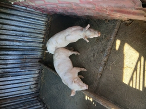 Vând purcei 35=40 kg 