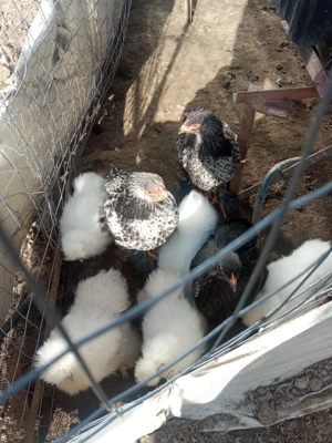 oua si pui de rasă: Hamburg, Brahma si Silkie ( matase japoneză ) - imagine 4