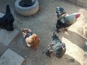 oua si pui de rasă: Hamburg, Brahma si Silkie ( matase japoneză ) - imagine 2