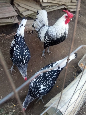 oua si pui de rasă: Hamburg, Brahma si Silkie ( matase japoneză )