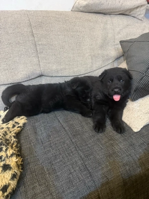 Pui Ciobanesc German Negru - linia de lucru - imagine 3