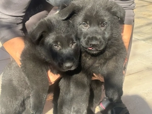 Pui Ciobanesc German Negru - linia de lucru