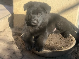 Pui Ciobanesc German Negru - linia de lucru - imagine 2