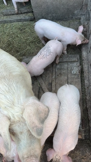 Vand purcei  - imagine 3