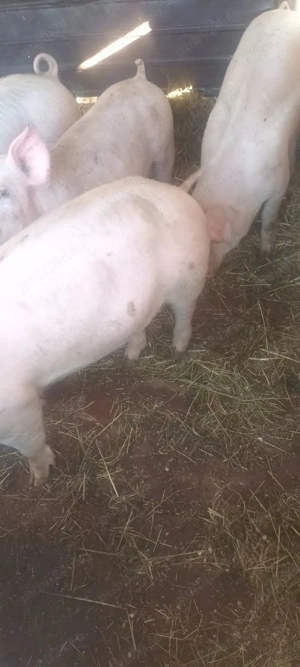 vând șoldani la 45-50 kg  - imagine 4