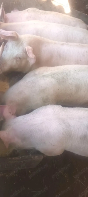 vând șoldani la 45-50 kg  - imagine 2