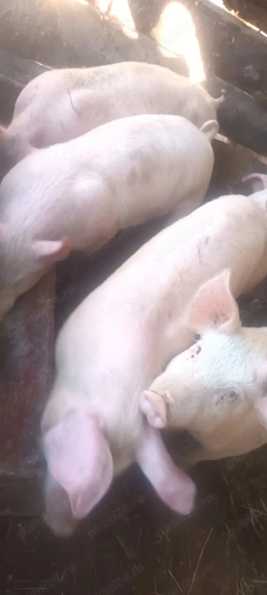 vând șoldani la 45-50 kg 