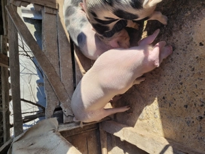 Disponibili porci tineri de vânzare. 