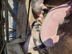 Disponibili porci tineri de vânzare.  - imagine 2