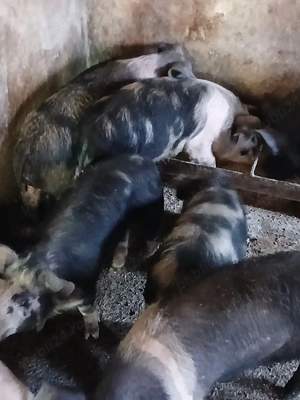 vand porci  - imagine 2