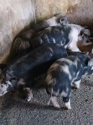 vand porci  - imagine 3