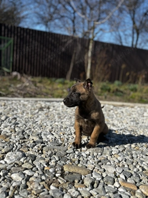 Căței Ciobănesc Malinois Belgian  - imagine 5