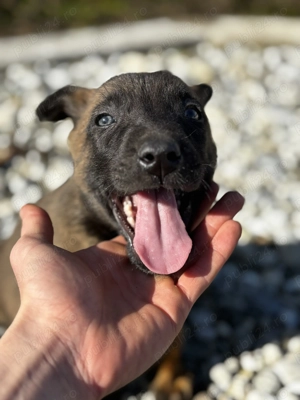 Căței Ciobănesc Malinois Belgian  - imagine 4