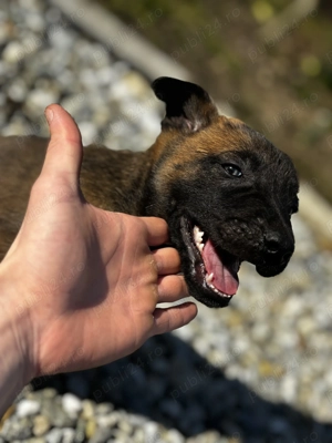 Căței Ciobănesc Malinois Belgian  - imagine 3