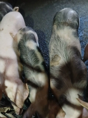 vand porci  - imagine 5