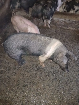 viericaș bazna rasă pură  - imagine 2