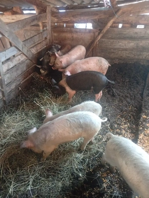 de vânzare  - imagine 2