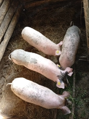 Vând porci Bazna - imagine 2