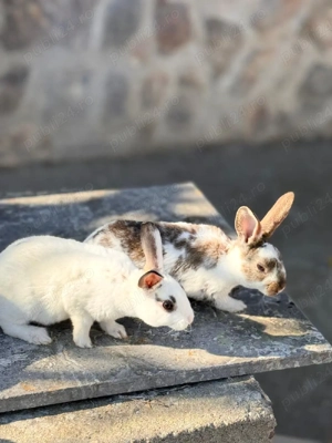 Iepurași Rex de vânzare!  - imagine 3