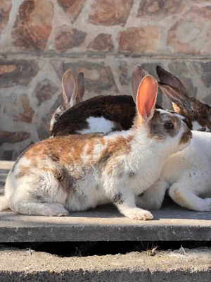 Iepurași Rex de vânzare!  - imagine 5