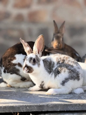 Iepurași Rex de vânzare!  - imagine 4