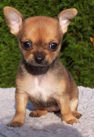 Chihuahua cu pedigree 