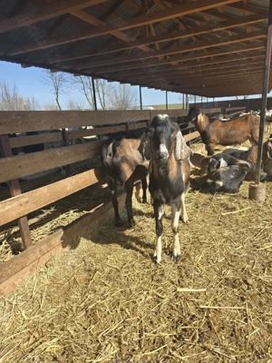 Vand tap metis de anglo-nubian in varsta de 11 luni - imagine 2