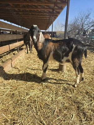 Vand tap metis de anglo-nubian in varsta de 11 luni - imagine 4