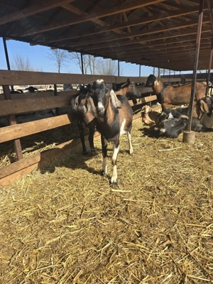 Vand tap metis de anglo-nubian in varsta de 11 luni - imagine 3