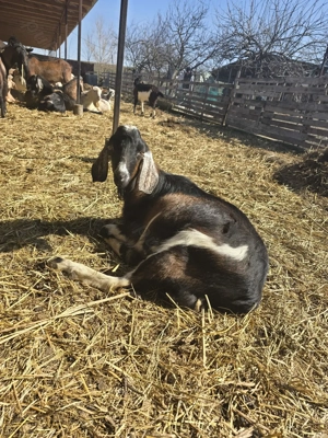 Vand tap metis de anglo-nubian in varsta de 11 luni