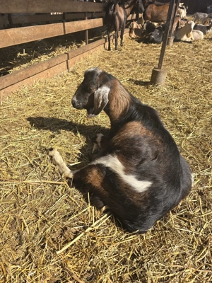 Vand tap metis de anglo-nubian in varsta de 11 luni - imagine 5