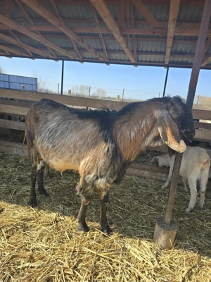 Vand sau schimb tap anglo-nubian - imagine 2