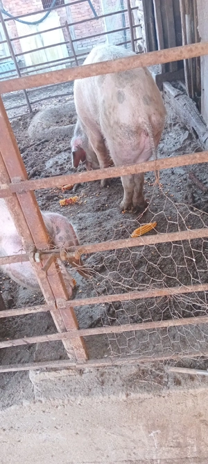 vind porci grasi - imagine 2