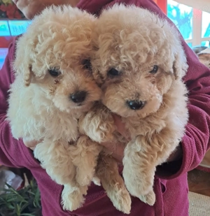 Pudel canisi toy crem - imagine 3