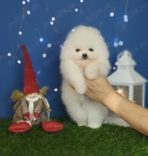 Femela pomeranian alba - imagine 2