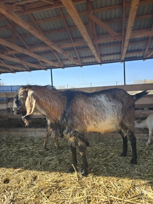 Vand sau schimb tap anglo-nubian - imagine 4