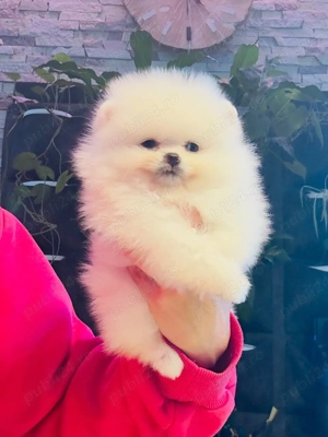Femela pomeranian alba - imagine 3