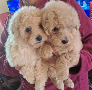 Pudel canisi toy crem - imagine 2