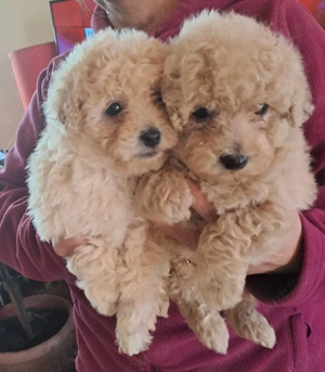 Pudel canisi toy crem