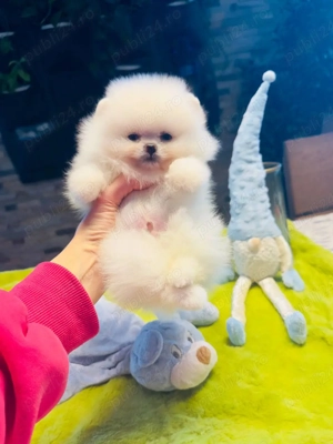 Femela pomeranian alba - imagine 4