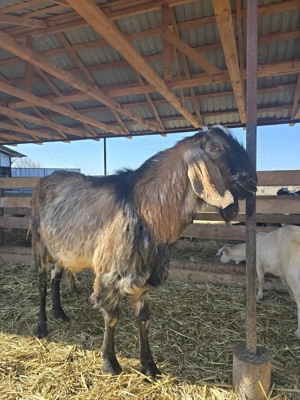 Vand sau schimb tap anglo-nubian - imagine 3