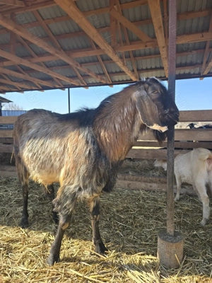 Vand sau schimb tap anglo-nubian - imagine 6