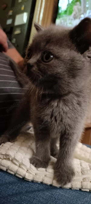 Vand pisicuta British - imagine 4