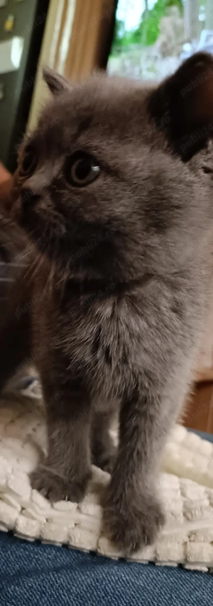 Vand pisicuta British - imagine 5